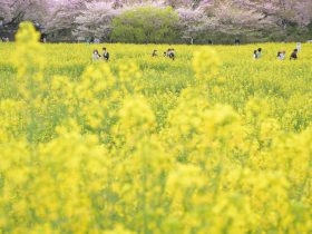 Shepr电视如何与手机投屏