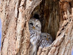 Win11手机投屏指南:连接电脑进行投屏操作