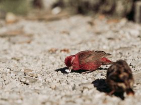 Vidaa电视怎么投屏？一步步教你轻松搞定！