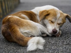 如何在Win7系统下实现手机投屏到电脑