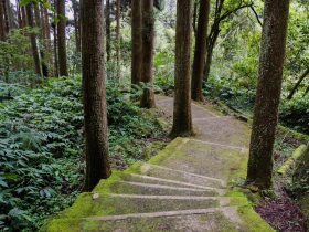 如何使用VLC进行投屏：简单教程