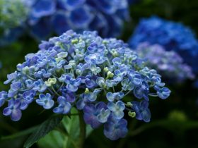 探索好用的手机投屏软件：让生活更便捷