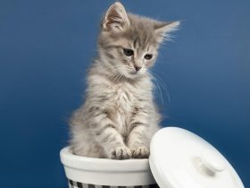 如何将安卓手机投屏到电脑