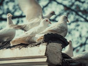 如何打开电视的无线投屏功能？