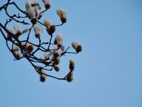 如何连接手机进行车载投屏