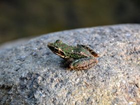 如何把手机投屏到电视上