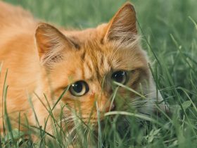 爱投屏官网介绍