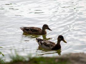 电视和手机怎么连接投屏