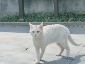 荣耀手机如何投屏到电视上