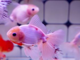 乔迁之喜图片如何投屏