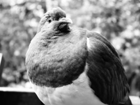 探索多屏互动投屏技术的应用前景