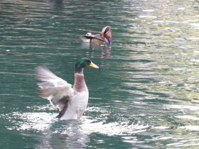 探索多屏互动和手机投屏下载