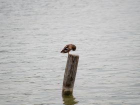 TCL如何与手机投屏