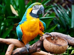 多屏互动手机投屏与投屏相关的原创内容