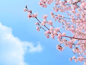 电视机上的投屏功能怎么打开