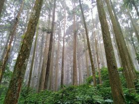 安卓手机怎样投屏到电视