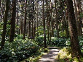 电视怎么用手机投屏:一步步教你轻松实现