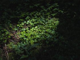 电脑画面投屏到手机的方法