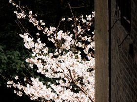 手机投屏技巧：如何放大投屏图像