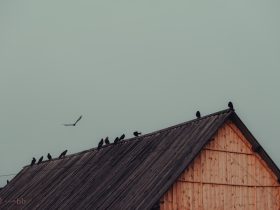 创维手机投屏指南:如何实现创维手机投屏
